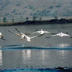 Grúas en el Valle de Hula